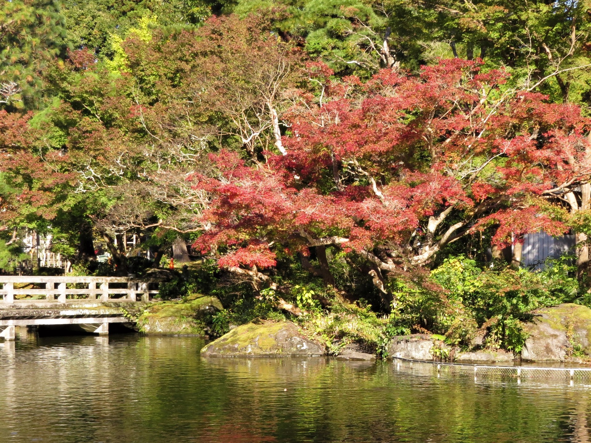 成田山公園の紅葉 タロパパのブログ